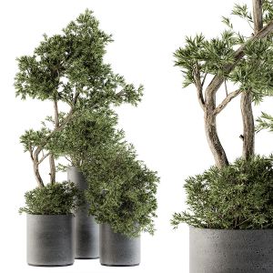 Outdoor Plant Set 220 - Plant And Tree In Pot
