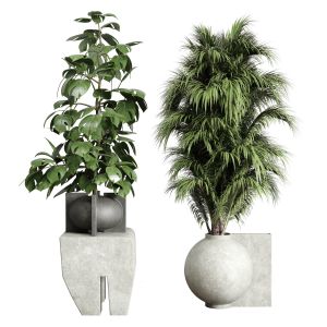 Monstera And Palm Set Plants In Concrete Dirt Vase