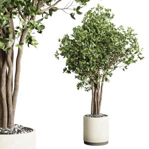 Ficus Benjamin Tree And Concrete Vase 204