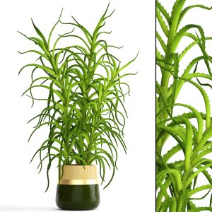 Aloe Vera, flower, bush, office plant, decor