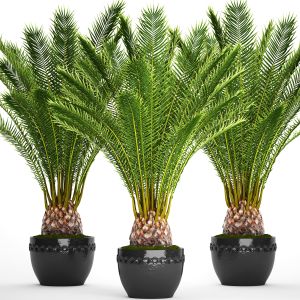 Decorative Palm Tree, date palm, Outdoor
