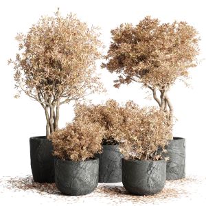 Collection Outdoor Indoor Plant 64 Dirty Stone Pot