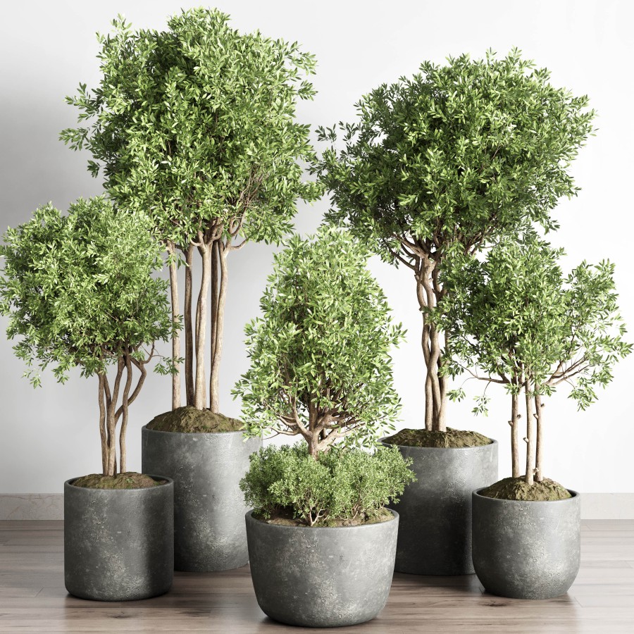 Collection Indoor Outdoor Plant 145 Plant Tree Vas - 3D Model for VRay ...