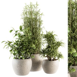 Indoor Plant Set 219 - Plant Set In Pot