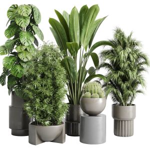 Collection Indoor Plant 206 Plant Cactus Ficus Rub