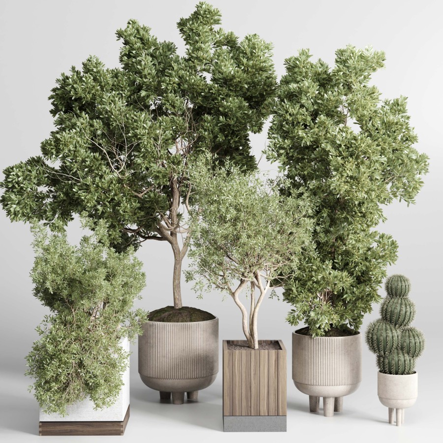 Collection Indoor Outdoor Plant 209 Plant Tree Vas - 3D Model for VRay ...