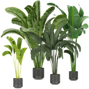Collection Plant Vol 328 - Indoor - Banana - Leaf