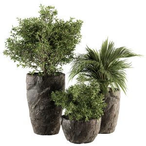 Indoor-plants 232 - Plant Set In Stone Pot