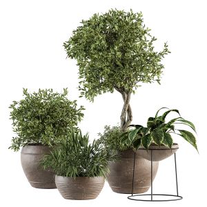 Outdoor Plants 221 - Plant And Tree In Pot