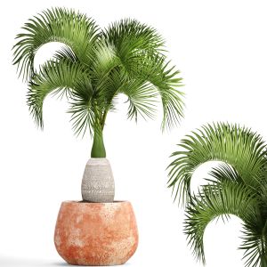 Hyophorbe Ornamental Palm Tree, Clinker, Clay Pot