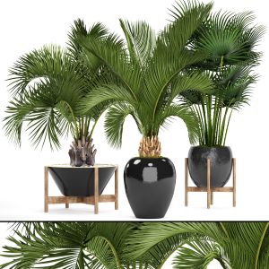 Decorative Palm, Fan, Butia, Date, Palms Set