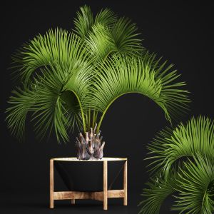 Butia Capitata, Decorative Palm Tree
