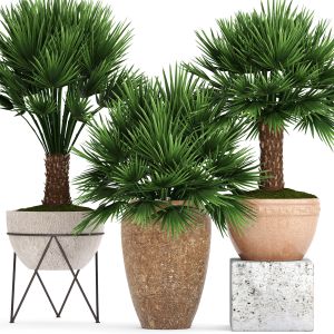 Chamerops, Palm Tree, Outdoor Pot, Flowerpot