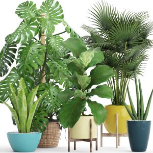 Fan Palm, Indoor, Decorative, Outdoor, Interior