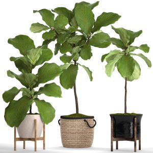 Ficus Lyrata, Bush, Basket, Flowerpot, Pot