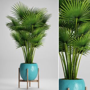 Palm Fan Palm, Indoor, Decorative, Outdoor