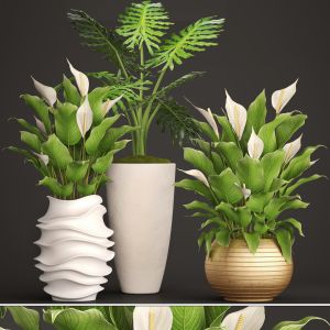 Spathiphyllum, White Flowers, Office Plants, Pot