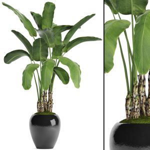 Strelitzia, Bush, Flowerpot, Banana Palm