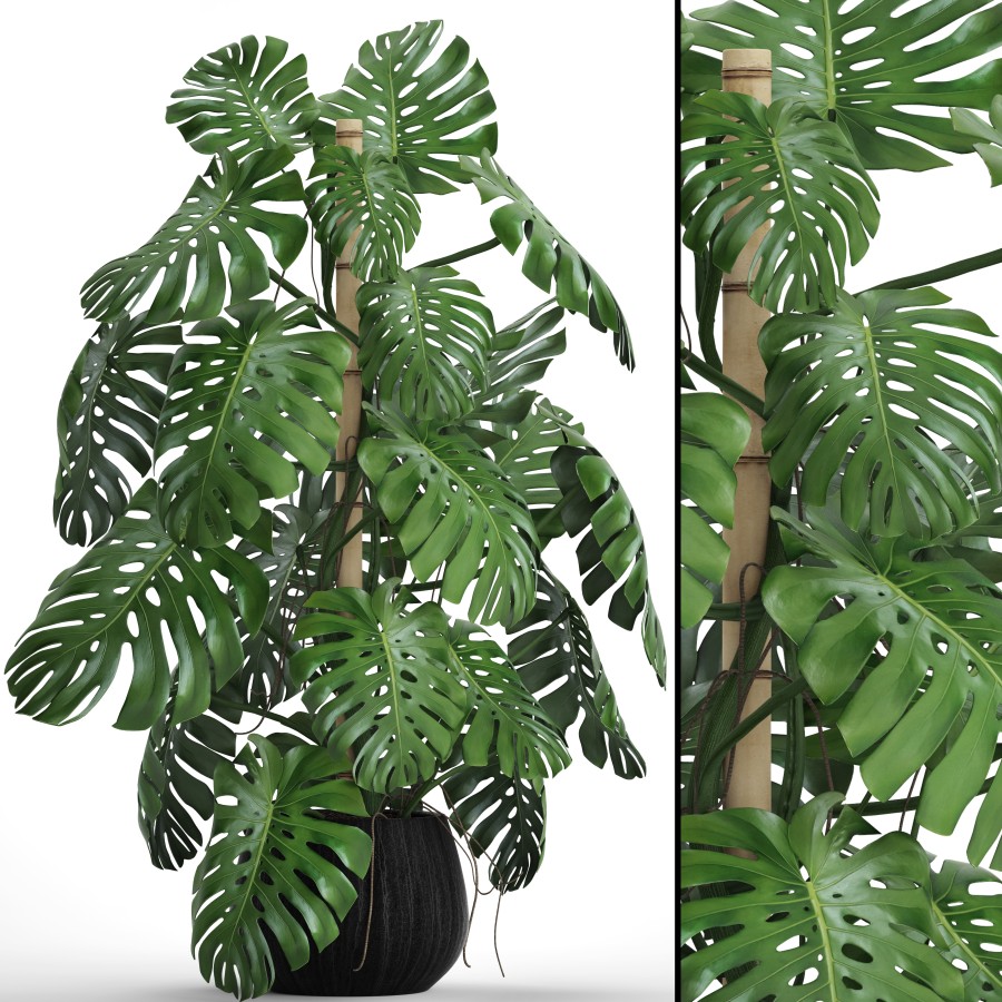 Monstera, Flower, Bush, Pot, Vase, Interior, Decor 3D Model for VRay |  CGMood