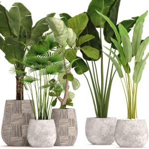 Concrete Pot, Flowerpot, Bush, Banana Palm, Ficus