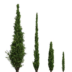 Italian cypress - Cupressus Sempervirens