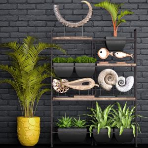 Decor Shelf, Rack, Horn, Palm Tree, Ammonite