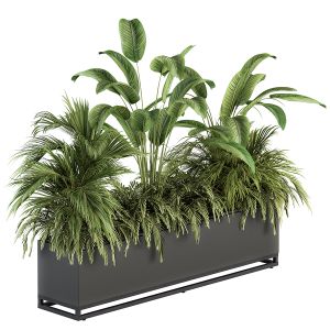Indoor Plant Set 244 - Tropical Plants In Box