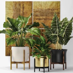Alocasia, Luxury, Gold, Paintings, Abstraction