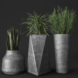 Set Of Concrete Pots With Plants, fern