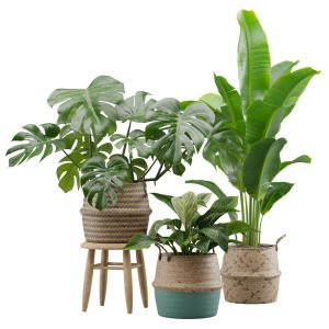 Indoor Plants Pack
