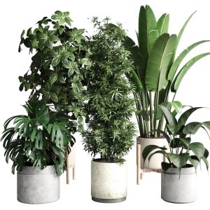 Collection Indoor Plant 221 Ficus Rubbery Ravenala