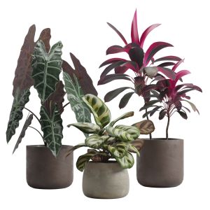 Indoor Plants Pack 14