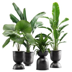 Indoor Plants Pack 13
