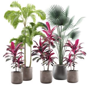 Indoor Plants Pack 12