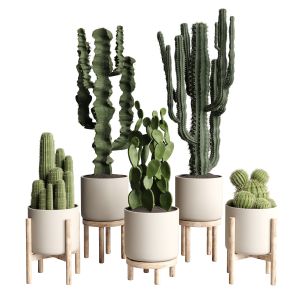 Collection Indoor Plant 186 Wood Vase Cactus Pot