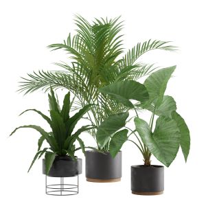 Indoor Plants Pack 08