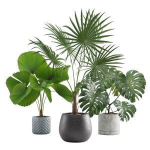 Indoor Plants Pack 09