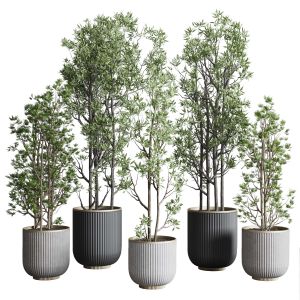 Indoor Plant Set 368 Concrete Vase Plant Tree Shru