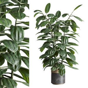 Ficus Rubbery Plant In Marble Vase - Indoor Plant