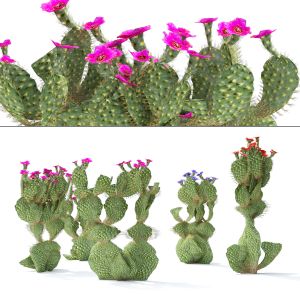 Flowering Beavertail pricklypear cactus
