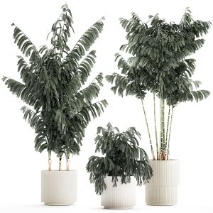 Beautiful Exotic Caryota Palm Tree In A Flowerpot