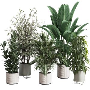 Indoor Plant Set 372 Plant Ficus Rubbery Tree Palm