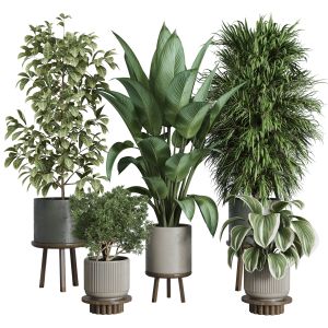 Indoor Plant Set 376 Plant Ficus Rubbery Tree Palm