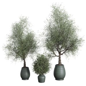 Outdoor Plant Set 157 Pot Old Olive Tree Concrete