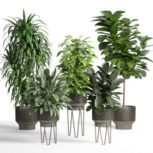 Indoor Plant Set005 Collection
