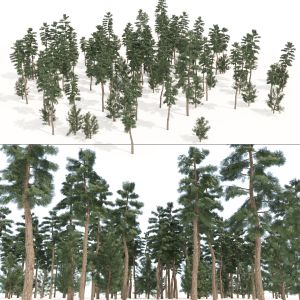Evergreen Conifer Forest Trees