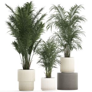Beautiful Howea Forsteriana Palm Trees In Pots