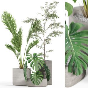 Plants Collection 932