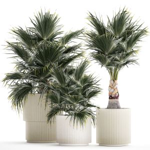 Beautiful Fan Palms In Flower Vases For Decoration