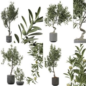 collection tree olive vol 01